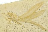 Fossil Dragonfly (Tharsophlebia) - Solnhofen Limestone #263446-1